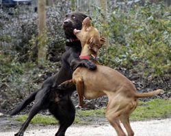 Dogs-fighting