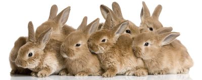 Lots-of-rabbits-iStock_000003121538Medium