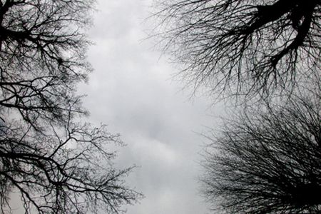 Branches against grey ©Alison Harris