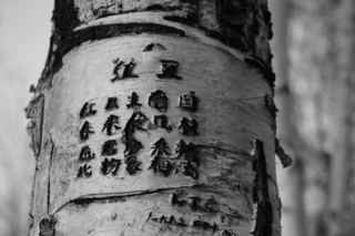 Poetry Engraved in Tree
