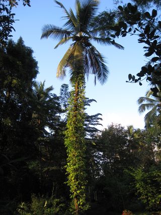 Soans farm coconut tree