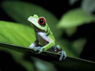 500x_rainforest-animals-redeyedfrog1
