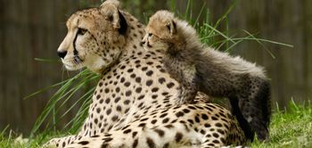 Best-Mother-Animal-Cheetah-631