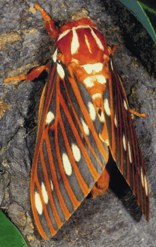 Giant Silkmoths Colour Mimicry And Camouflage 3 Quarks
